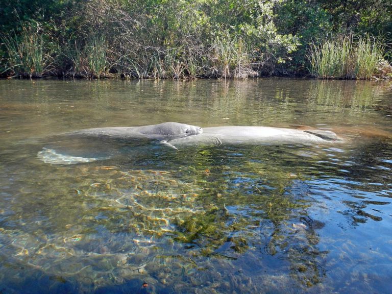 Kayaking the Weeki Wachee River