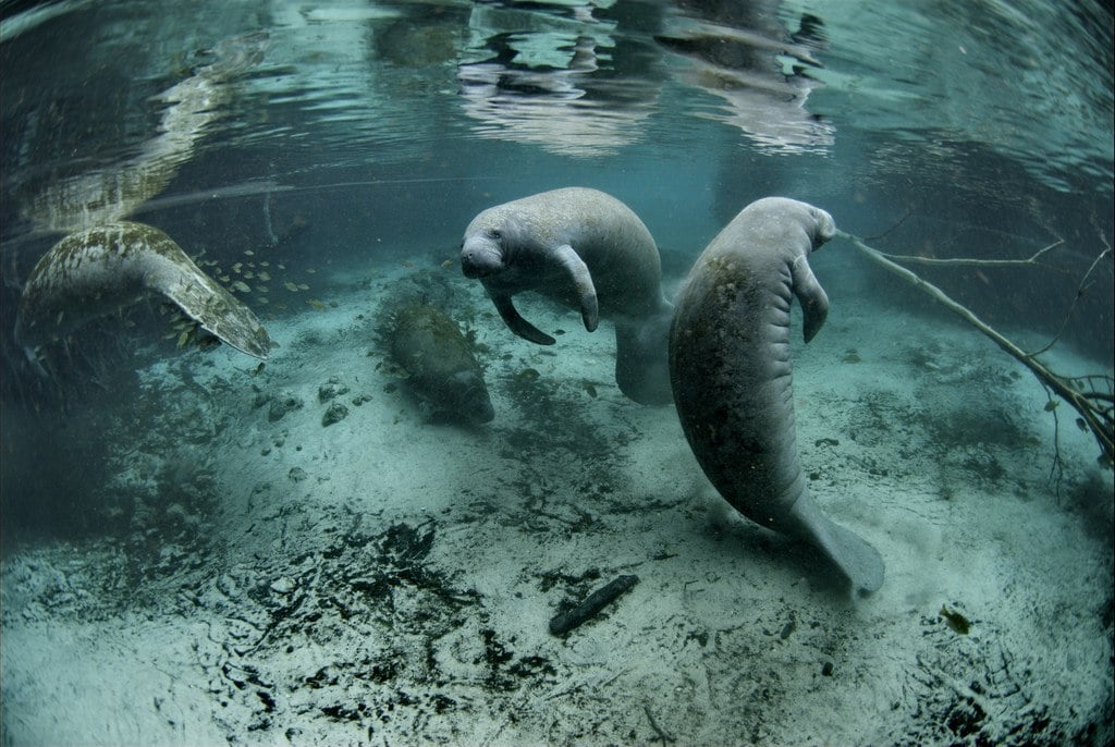 Swimming with manatees in Crystal River Florida